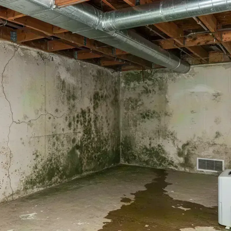 Professional Mold Removal in Beverly, TX